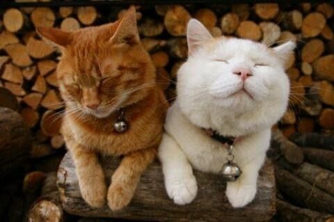 怎么教宠物猫打架