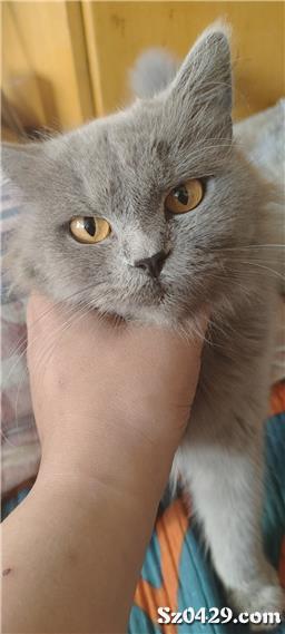 怎么找宠物猫同行