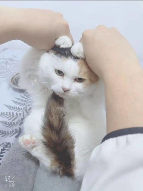 怎么线上领养宠物猫