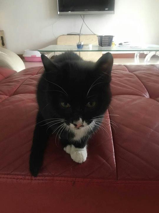 找流浪宠物猫怎么找