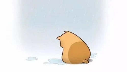 宠物猫丢失怎么赔偿