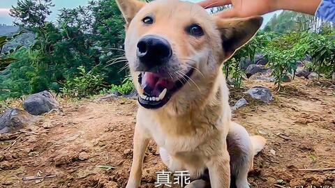 田园犬一天吃多少