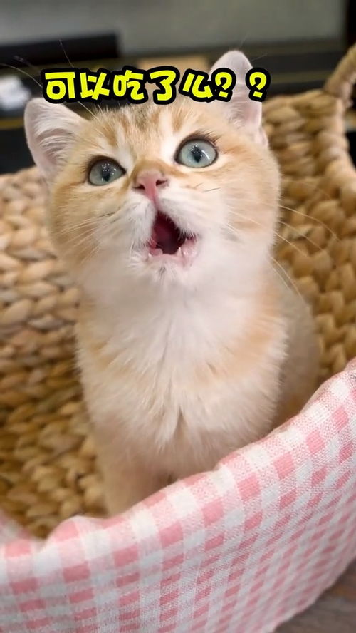 宠物猫生骨肉怎么做的啊