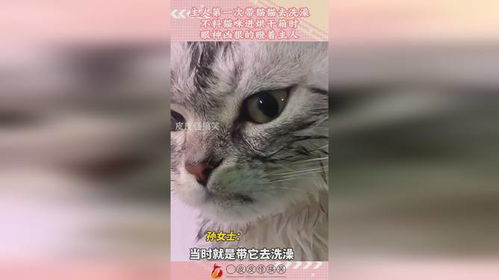 宠物猫该怎么去洗澡