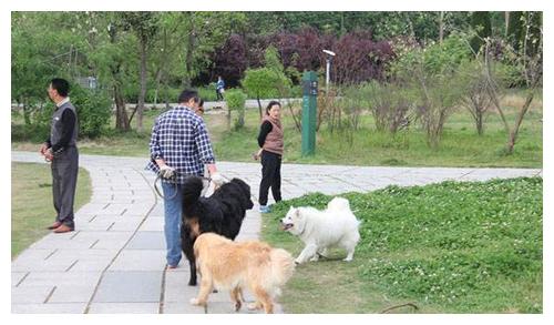 在城市里怎么买宠物狗呢