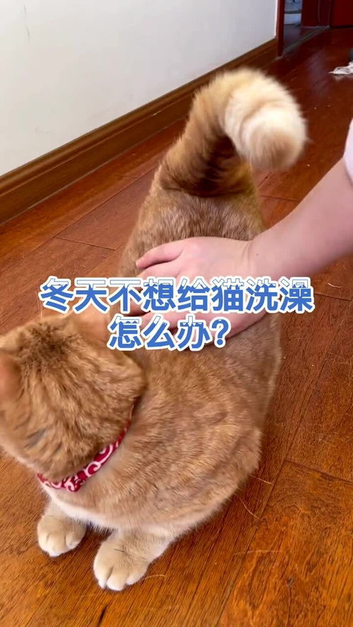 宠物猫不去洗澡怎么办呢