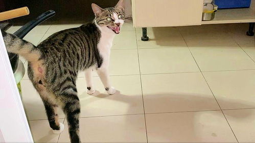 猫的心跳一分钟多少次