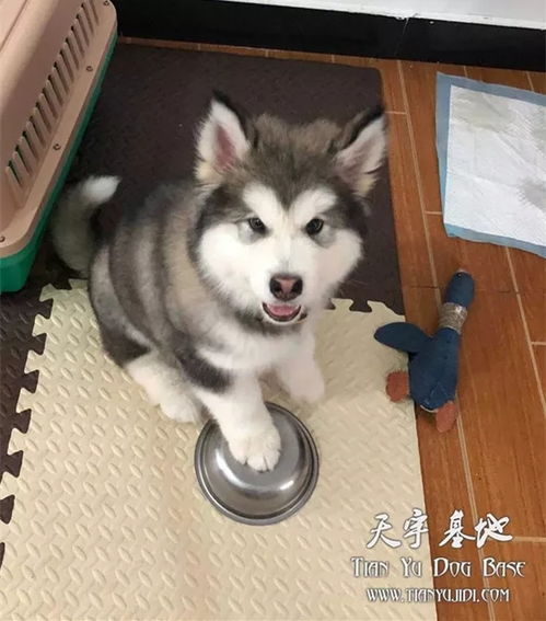 宠物狗夜里狂吠怎么办啊