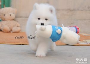 怎么获得好一点的宠物狗