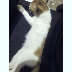 宠物猫该怎么抱它