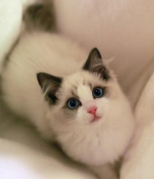 宠物猫怎么消毒