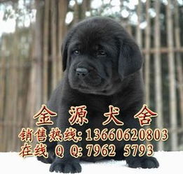 多不拉多犬多少钱