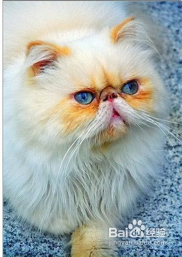 宠物猫怎么锻炼胆量大