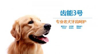 宠物狗牙怎么护理好的快