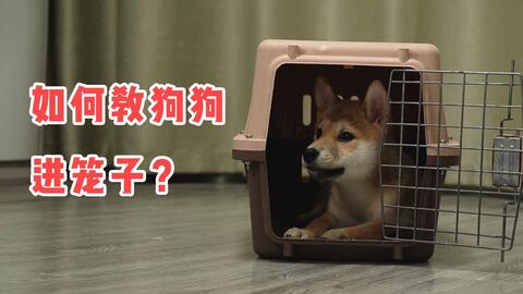 拆叠宠物狗笼怎么做的好看