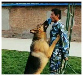 在家养羊宠物狗怎么办呢