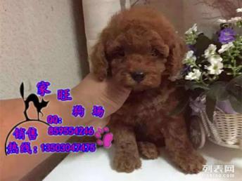 家里的宠物狗怎么卖出去