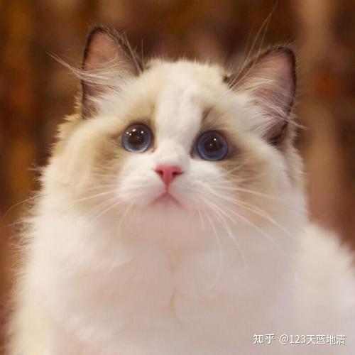 布偶猫多少钱一只幼崽