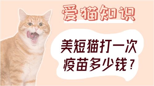 小猫打疫苗多少钱