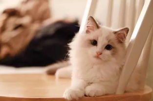 宠物猫怎么换粮食