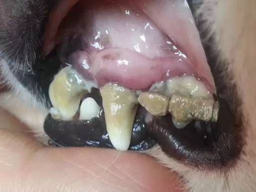 宠物狗的牙结石怎么办