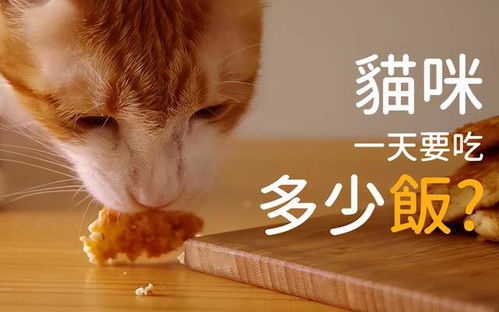 小猫喂猫粮喂多少