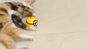 宠物猫撅屁股怎么回事儿