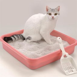 宠物猫砂怎么用