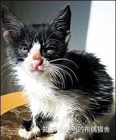 宠物猫有癣怎么治疗好
