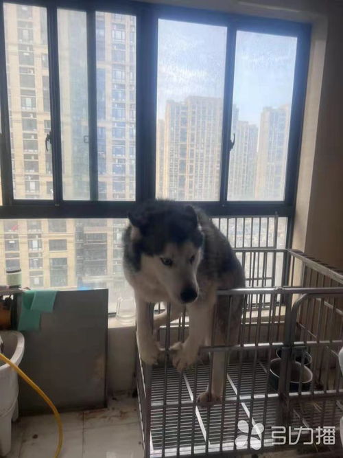 被隔离后宠物狗怎么办啊