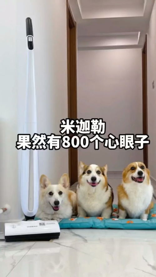 宠物狗心眼小怎么办啊