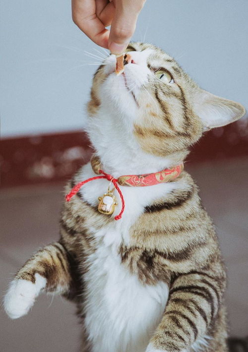 怎么跟宠物猫互动起来呢