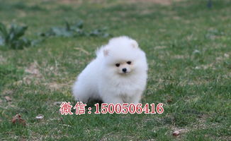 棕色博美犬多少钱