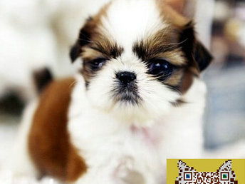 纯种西施犬多少钱