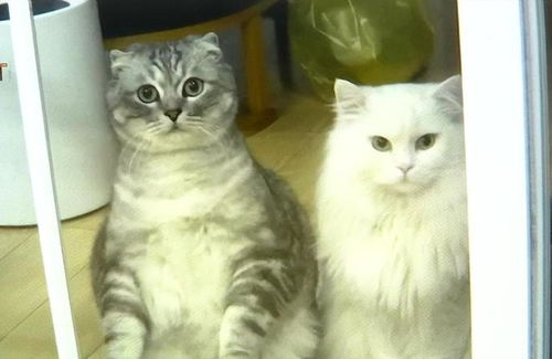 怎么烘干宠物猫