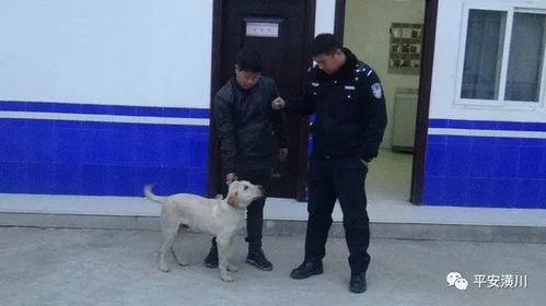 养的宠物狗被偷了怎么办