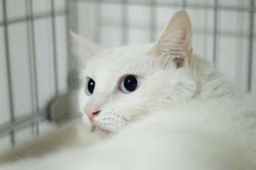 宠物猫怎么带飞机
