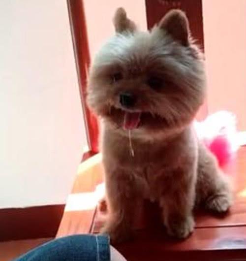 宠物狗喷口水怎么回事儿