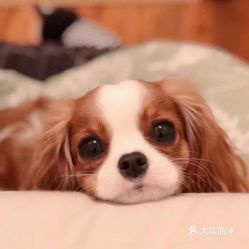 查理王小猎犬多少钱