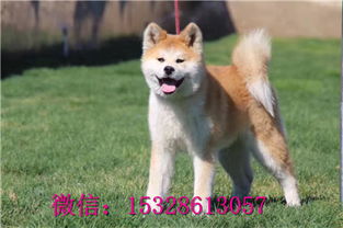 纯种秋田犬多少钱
