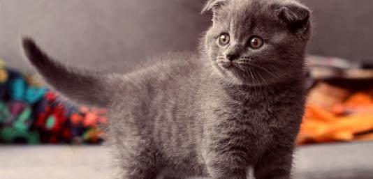 宠物猫怎么抚摸比较舒服