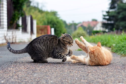 宠物猫和宠物打架怎么办