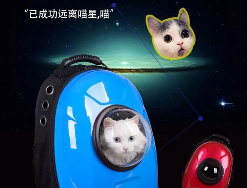 怎么携带宠物猫出行