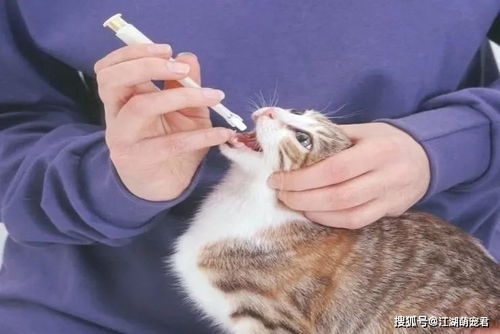 宠物猫不愁吃喝怎么办呢