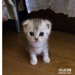 宠物猫怎么引导拉粑粑