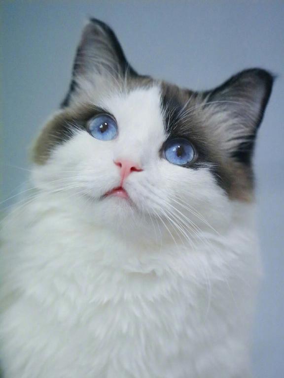 黑色宠物猫怎么养