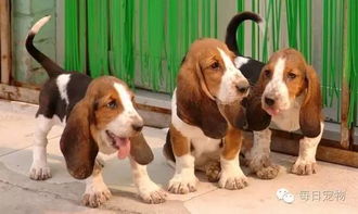 巴吉度犬多少一只