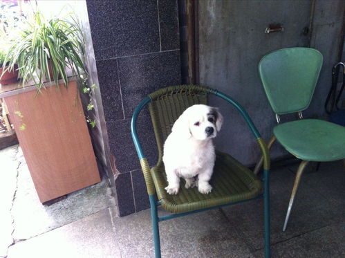 狗一般能活多少岁