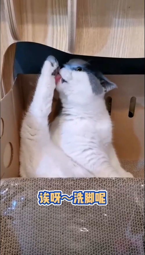 宠物猫怎么洗脚的啊