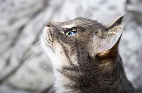 宠物猫绝育怎么看